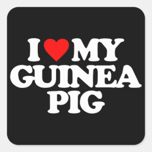 IK HOOP VAN MIJN GUINEE PIG VIERKANTE STICKER
