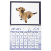 IK HOOP VAN MINIATUURDACHSHUNDS MET LANGE OORLOG KALENDER (Jan 2026)