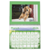 IK HOOP VAN MINIATUURDACHSHUNDS MET LANGE OORLOG KALENDER (Mar 2026)