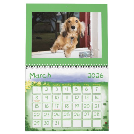 IK HOOP VAN MINIATUURDACHSHUNDS MET LANGE OORLOG KALENDER (Mar 2026)