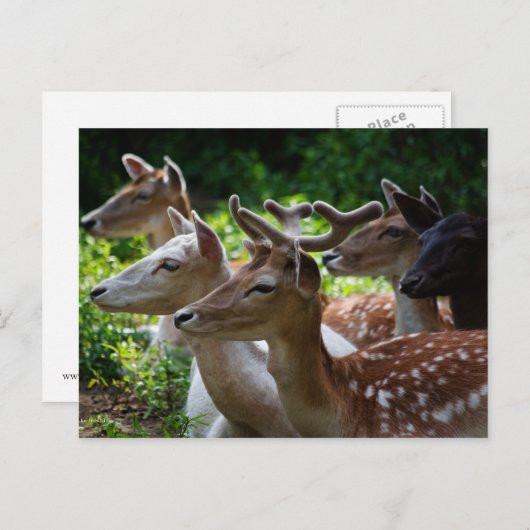 Ik hoor Briefkaart (Voorkant / Achterkant)