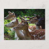 Ik hoor Briefkaart (Voorkant)