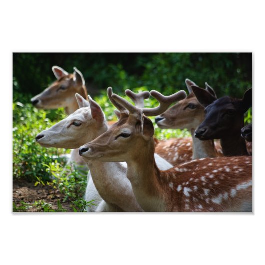 Ik hoor foto afdruk (Voorkant)