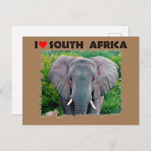 Ik hoor jonge olifant uit Zuid-Afrika Briefkaart (Voorkant / Achterkant)