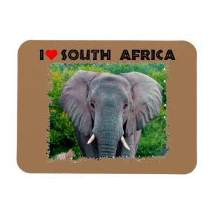 Ik hoor jonge olifant uit Zuid-Afrika Magneet
