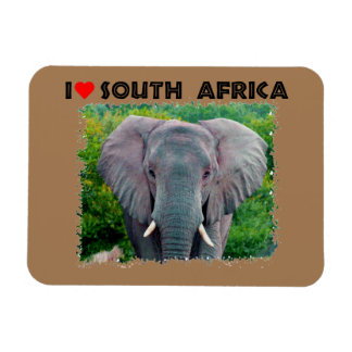 Ik hoor jonge olifant uit Zuid-Afrika Magneet