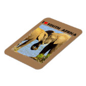 Ik hoor liefdevolle olifanten uit Zuid-Afrika Magneet (Linkerzijde)