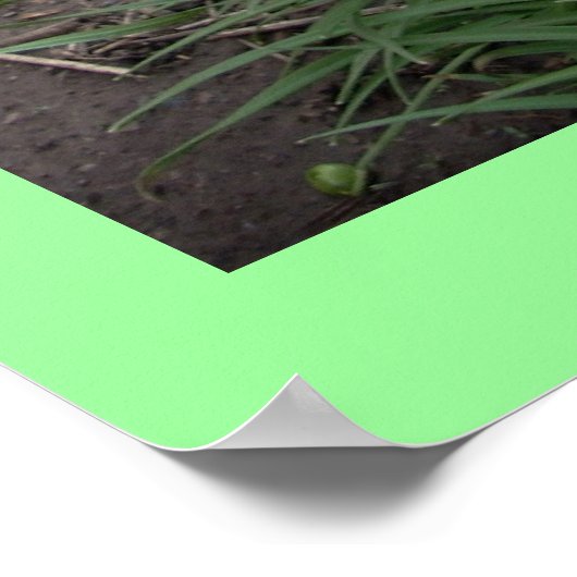 IK HOOR VAN COLLIES POSTER (Hoek)