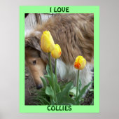 IK HOOR VAN COLLIES POSTER (Voorkant)