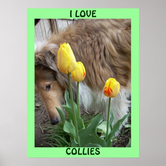 IK HOOR VAN COLLIES POSTER (Voorkant)