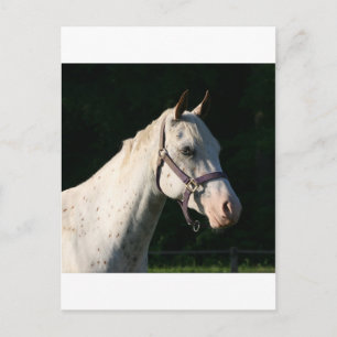 IK HOOR VAN HORSES BRIEFKAART