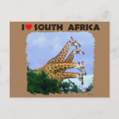 Ik hoor Zuid-Afrika 4 Giraffe Briefkaart (Voorkant)