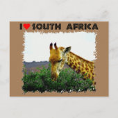 Ik hoor Zuid-Afrika Giraffe Thorn boom Briefkaart (Voorkant)