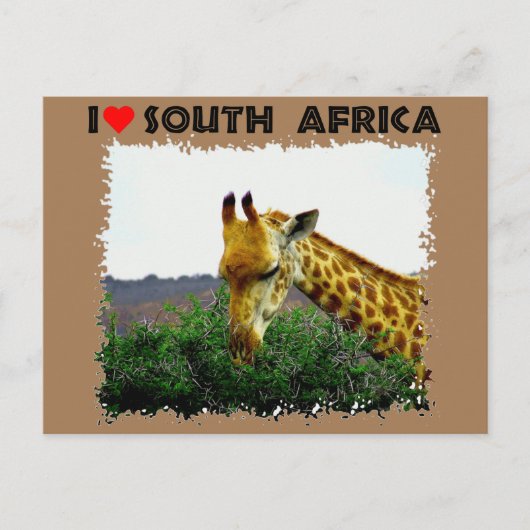 Ik hoor Zuid-Afrika Giraffe Thorn boom Briefkaart (Voorkant)
