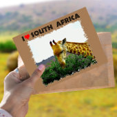 Ik hoor Zuid-Afrika Giraffe Thorn boom Briefkaart