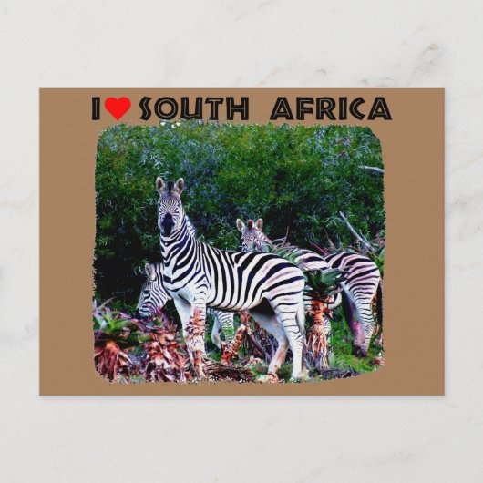 Ik hoor Zuid-Afrika Zebra Aloe Briefkaart (Voorkant)