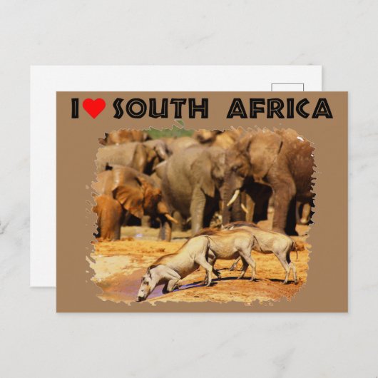 Ik hoor Zuid-Afrikaanse oorlogen en olifanten Briefkaart (Voorkant / Achterkant)