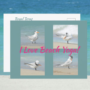 Ik hou van Beach Yoga Royal Terns Posing Fotografi Briefkaart