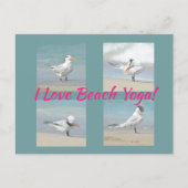 Ik hou van Beach Yoga Royal Terns Posing Fotografi Briefkaart (Voorkant)