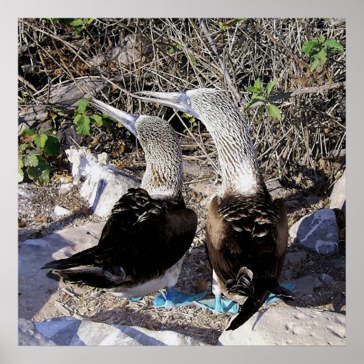 Ik hou van Boobies! Poster (Voorkant)