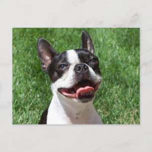 Ik hou van Boston Terrier Puppy Dog Denken aan jou Briefkaart