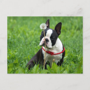 Ik hou van Boston Terrier Puppy Dog Denken aan jou Briefkaart
