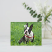 Ik hou van Boston Terrier Puppy Dog Denken aan jou Briefkaart (Staand voorkant)
