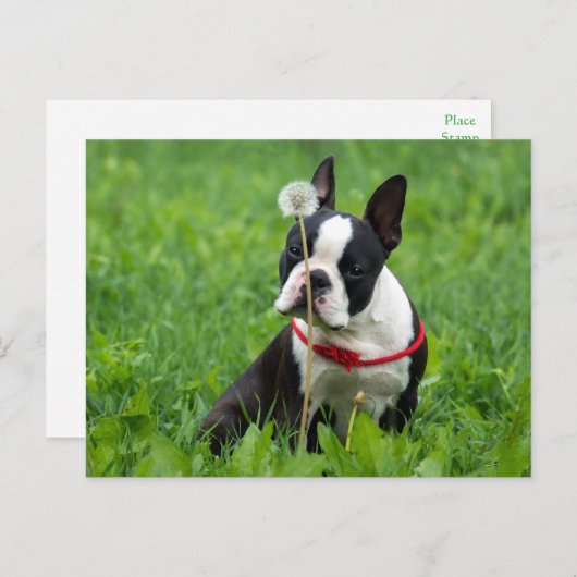 Ik hou van Boston Terrier Puppy Dog Denken aan jou Briefkaart (Voorkant / Achterkant)