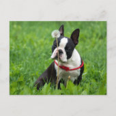 Ik hou van Boston Terrier Puppy Dog Denken aan jou Briefkaart (Voorkant)