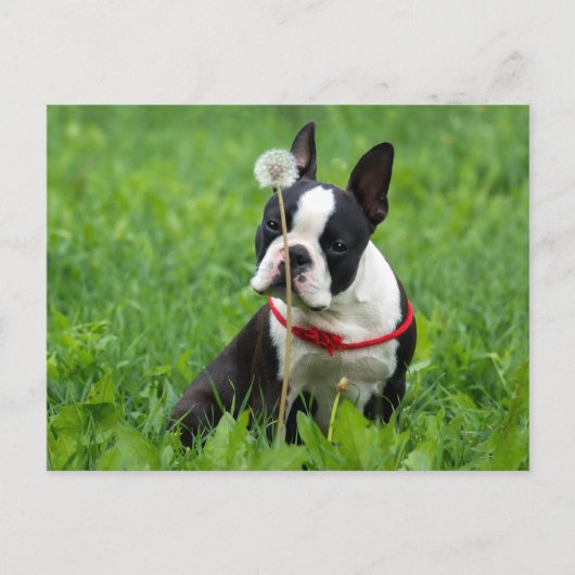 Ik hou van Boston Terrier Puppy Dog Denken aan jou Briefkaart (Voorkant)