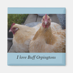 Ik hou van... Buff Orpingtons Chicken Magnet