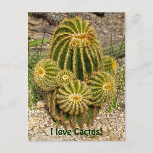 Ik hou van Cactus Ansichtkaart Briefkaart (Voorkant)