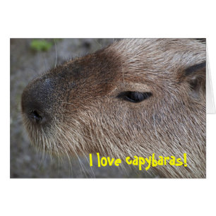 Ik hou van capybaras