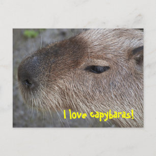 Ik hou van capybaras briefkaart