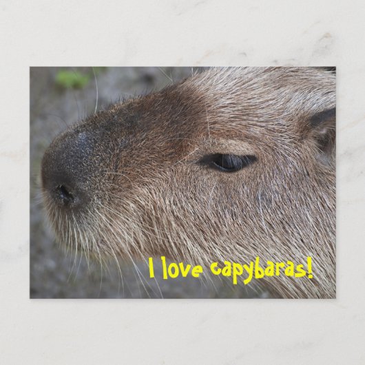 Ik hou van capybaras briefkaart (Voorkant)