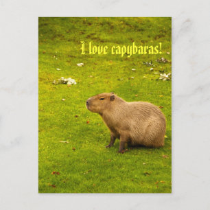 Ik hou van capybaras Briefkaart