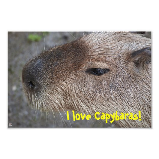 Ik hou van Capybaras! Foto vergroten Afdruk (Voorkant)
