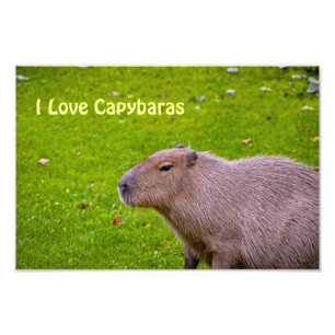 Ik hou van Capybaras foto vergroting Afdruk