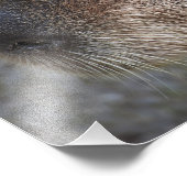 Ik hou van Capybaras! Foto Vergroting Afdruk (Hoek)