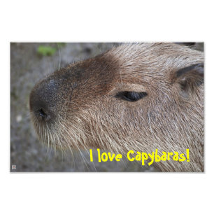 Ik hou van Capybaras! Foto Vergroting Foto Afdruk