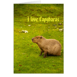Ik hou van capybaras Kaart