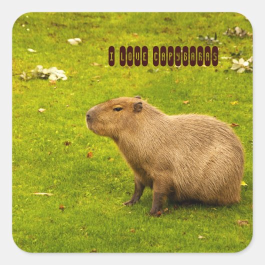 Ik hou van Capybaras Sticker (Voorkant)