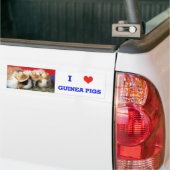 Ik hou van cavia's Bumpersticker (Op Truck)