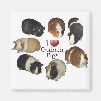Ik hou van cavia's Magnet