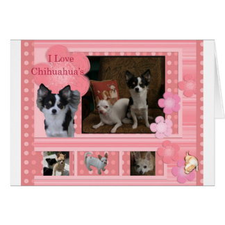 Ik hou van Chihuahuas