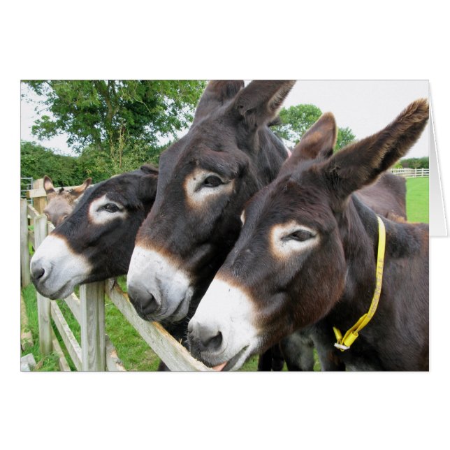 Ik hou van Donkeys! (Voorkant Horizontaal)