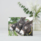 Ik hou van Donkeys! Briefkaart (Staand voorkant)