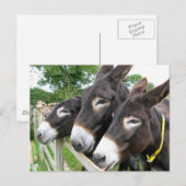 Ik hou van Donkeys! Briefkaart (Voorkant / Achterkant)