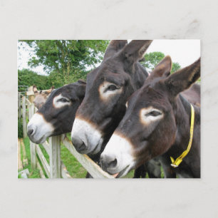 Ik hou van Donkeys! Briefkaart