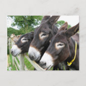 Ik hou van Donkeys! Briefkaart (Voorkant)